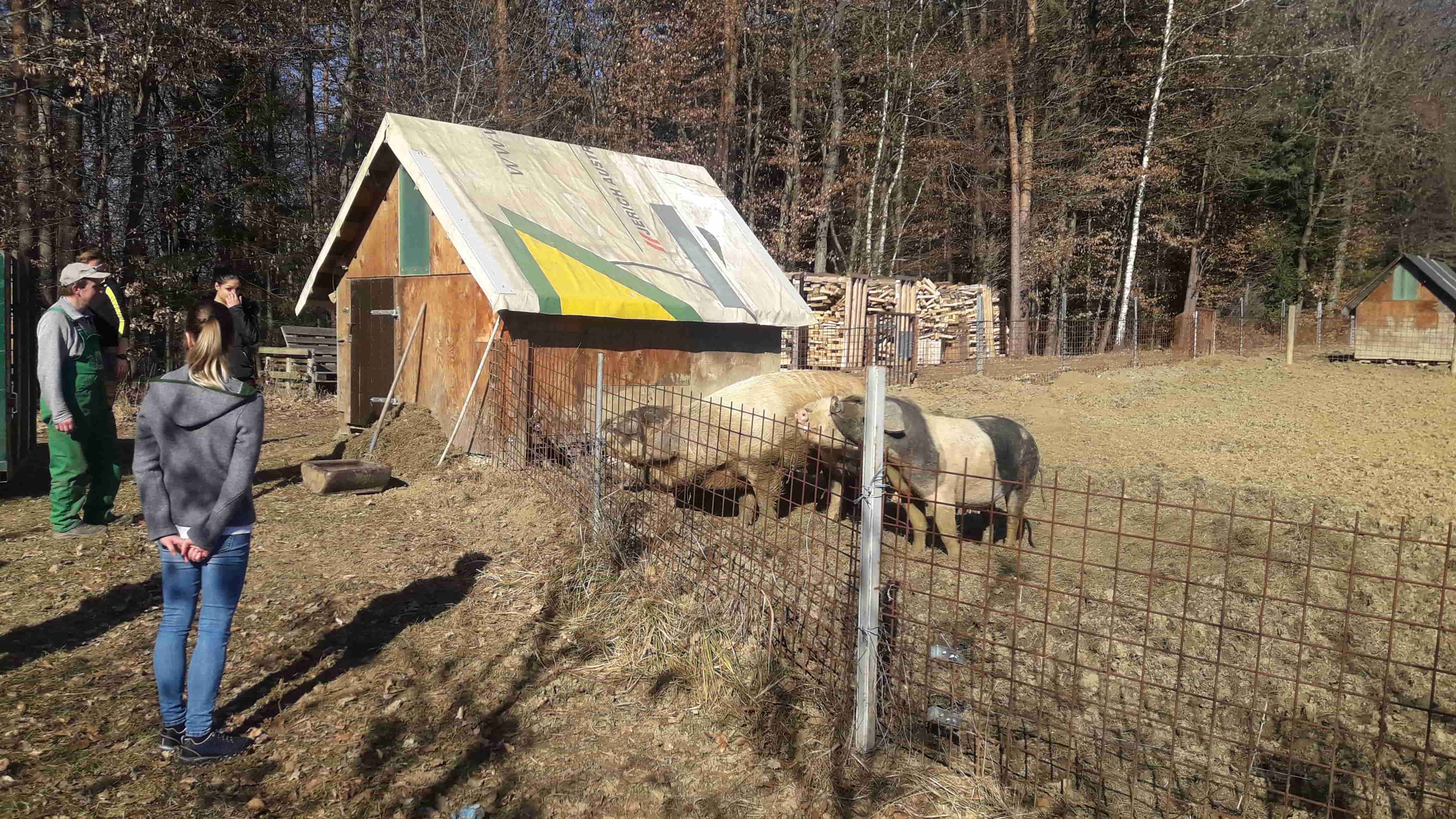 Schweine in Freilandhaltung beim kleinen, liebevollen Nebenerwerbsbauern Manfred Hofer.
